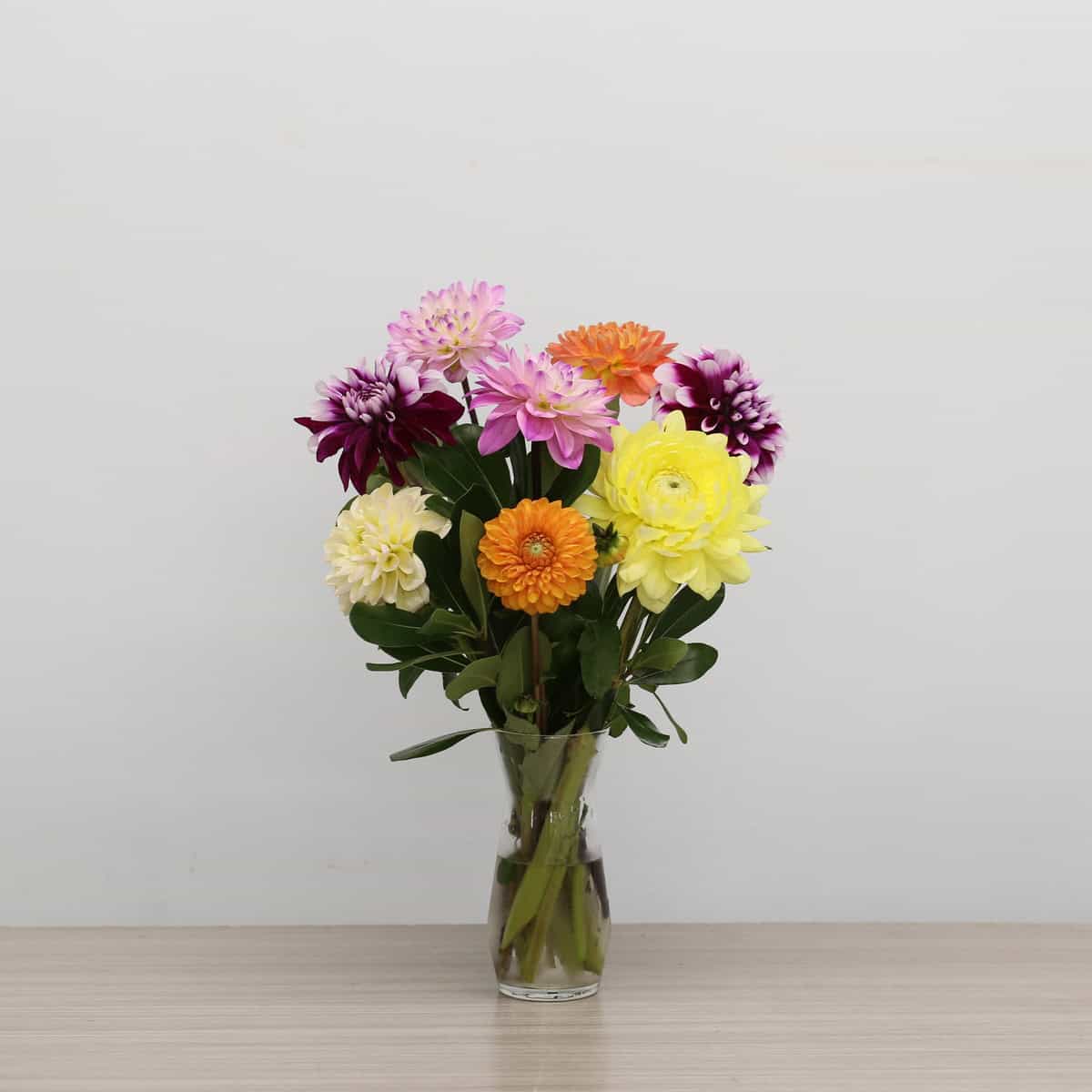 Standard Dahlia Delight arrangement with 8 colourful assorted dahlias in a clear glass vase
