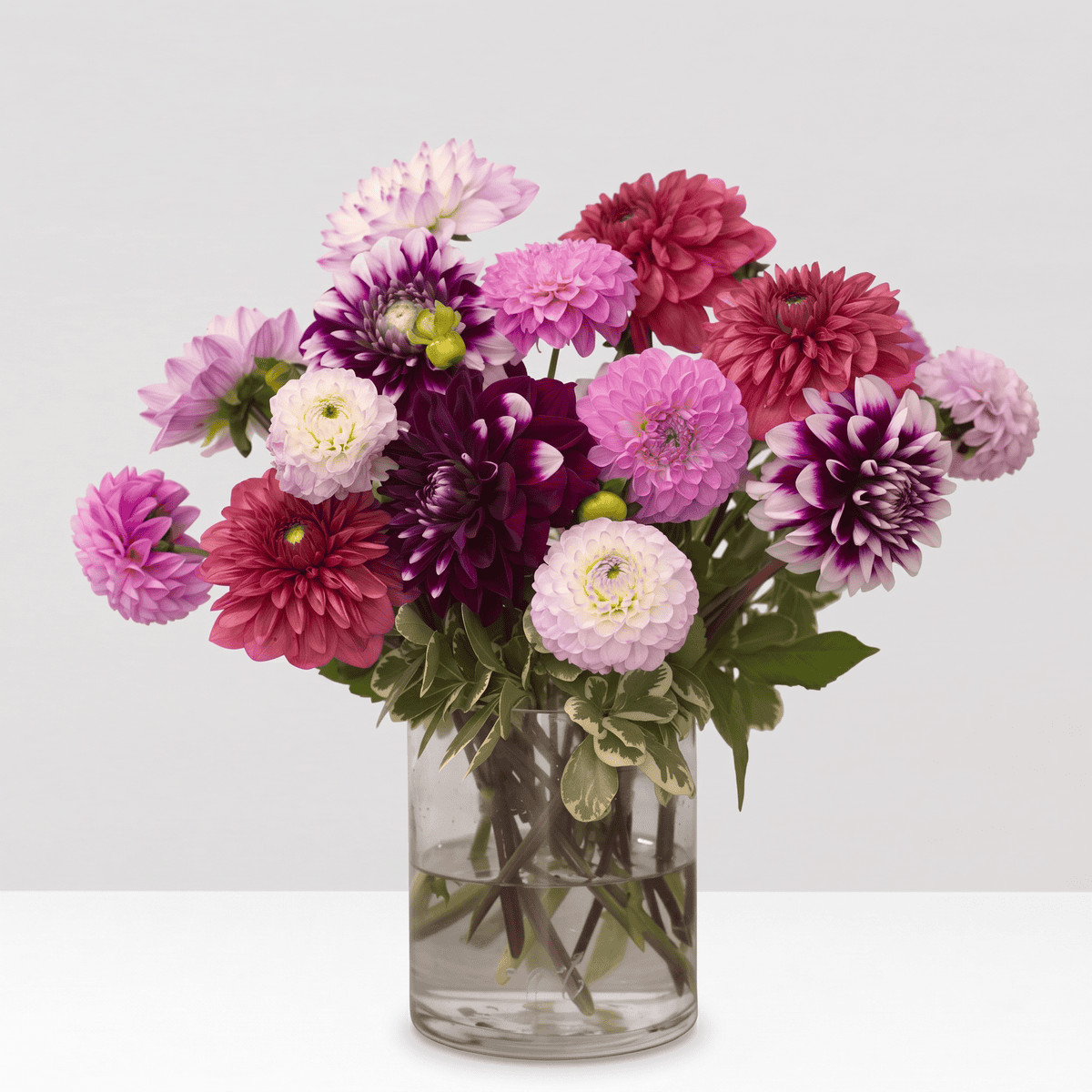 Premium Dahlia Delight arrangement with assorted pink, lavender and burgundy dahlias